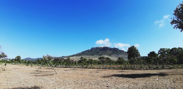 Scenic view of field against blue sky