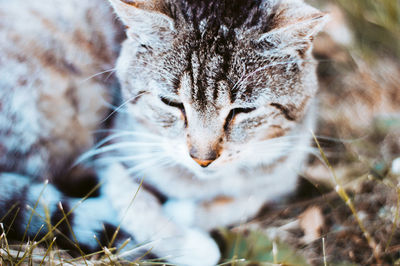Close-up portrait of a cat