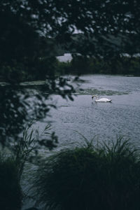 View of bird in lake