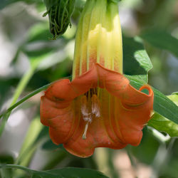 Close-up of hand holding leaf