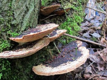 Close-up of abandoned wood