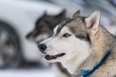 Close-up of dogs looking away