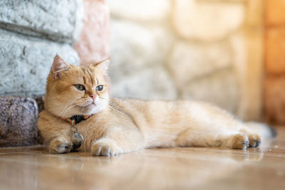 Cat sitting on floor