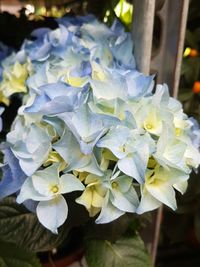 Close-up of flowers