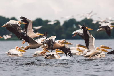 Seagulls flying over sea against sky