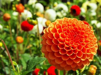 Close-up of orange dahlia