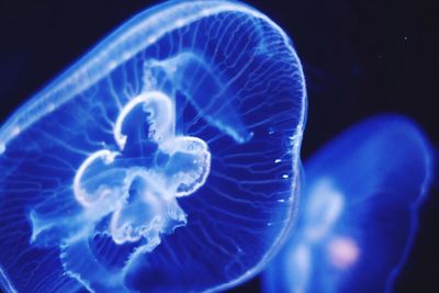 Close-up of jellyfish swimming in sea