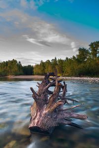 Driftwood on wood by lake against sky