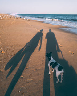 Shadow of a dog on beach