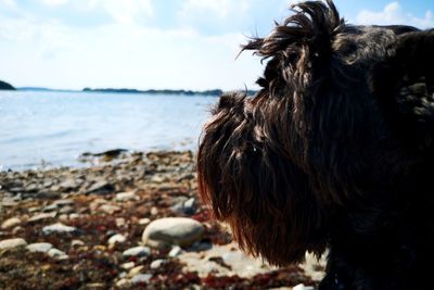 Close-up of a dog on beach