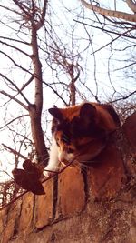 Low angle view of bare tree