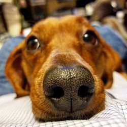 Close-up portrait of dog