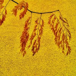 Close-up of leaves