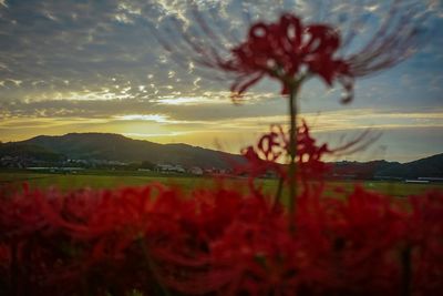 Red flowering plants by lake against sky during sunset