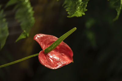 Close-up of raindrops on red leaf