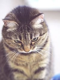 Close-up portrait of cat