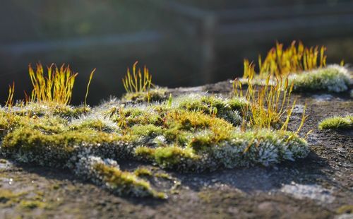 nature