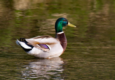 Duck in a lake