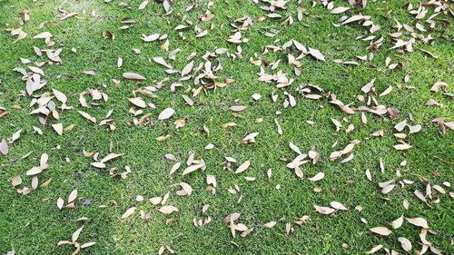 High angle view of grass on field