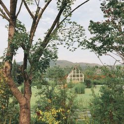 Trees and plants on field against sky