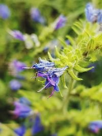 Close-up of insect on purple flower