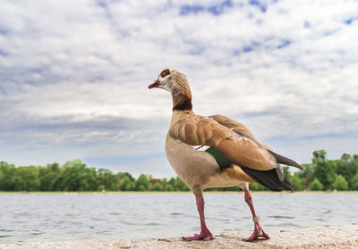 View of bird on beach against sky