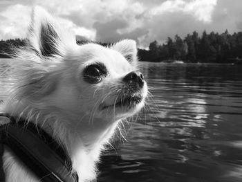 Close-up of dog looking away