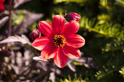 Close-up of red flower