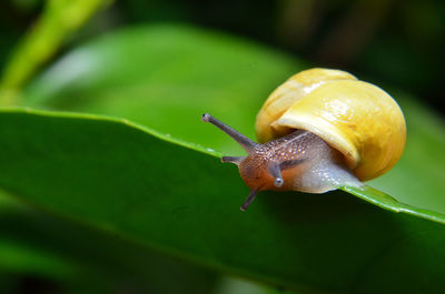 Close-up of snail on leaf