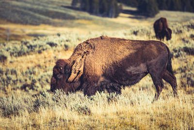 Side view of a horse on field