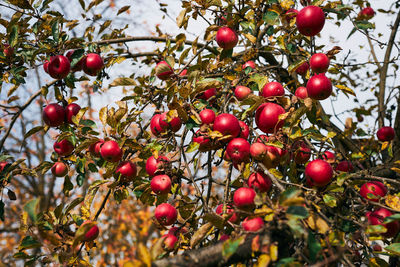 Apple tree with many ripe red juicy apples in orchard. harvest time in countryside