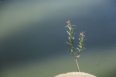 Close-up of plant against lake