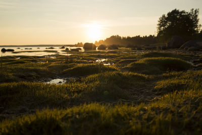 Grass dunes