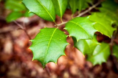 Close-up of fresh green leaf