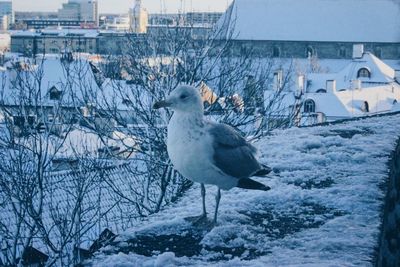 Bird perching on snow covered landscape during winter