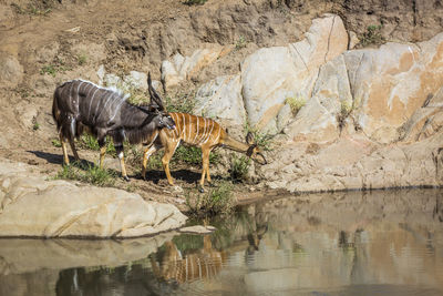 Deer drinking water by rock