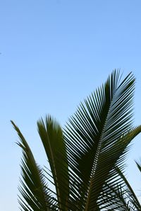 Low angle view of coconut palm tree against sky