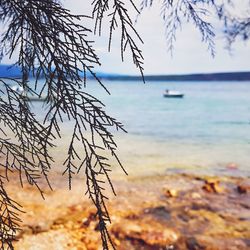 Close-up of branch against sea