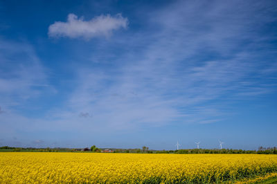 Scenic view of oilseed rape field against sky