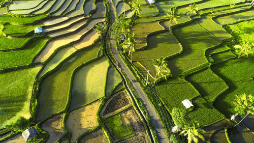 Terraced rice fields at bayan lombok