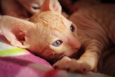 Cornish rex kitten 