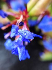 Close-up of water drops on purple flower