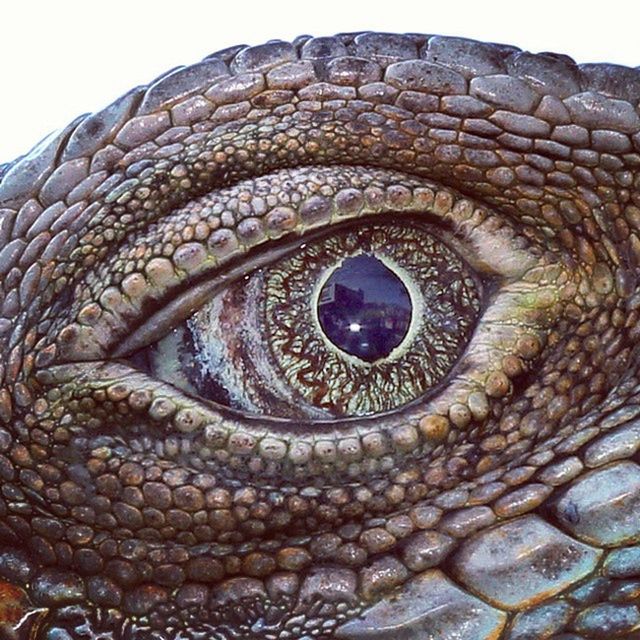 one animal, animal themes, wildlife, close-up, animals in the wild, animal body part, animal eye, animal head, part of, natural pattern, detail, textured, outdoors, full frame, looking at camera, day, portrait, nature, no people, reptile