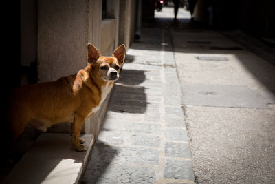 Portrait of a dog on the floor