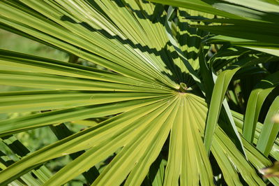 Close-up of green leaves