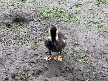 High angle view of bird on field