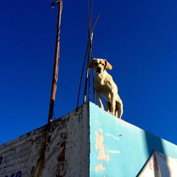 Low angle view of statue against clear blue sky