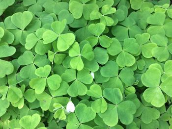 Full frame shot of green leaves