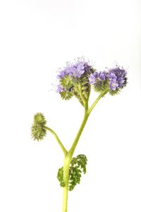 Close-up of flowering plant against white background