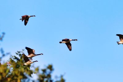 Low angle view of birds flying